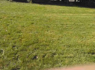 Kyle M.'s turf care service result
