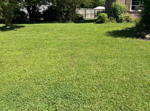 Shakoyia B.'s turf maintenance service result