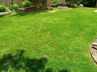 Dave M.'s turf care service result