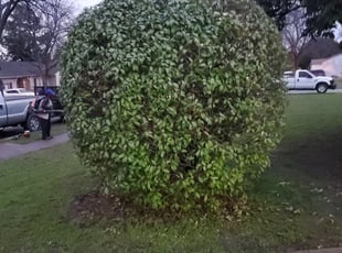 Melinda C.'s Bush Trimming service result