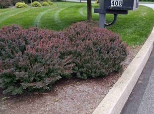 Shawn S.'s grass cutting service result