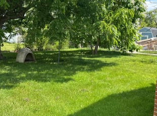 Angela P.'s turf care service result