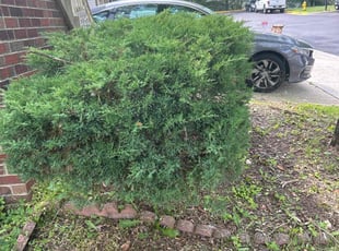 Alex W.'s Bush Trimming service result