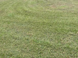 Mark G.'s lawn care services service result