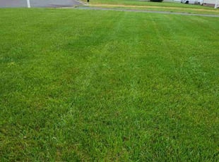 Pamela B.'s lawn care service result