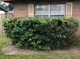 Robert C.'s Bush Trimming service result