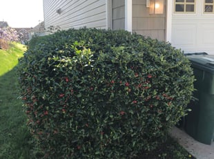 Jim M.'s Bush Trimming service result