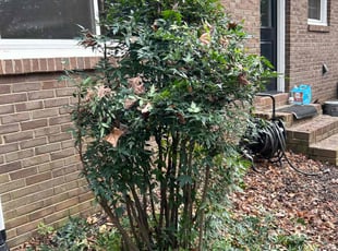 Patricia H.'s Bush Trimming service result