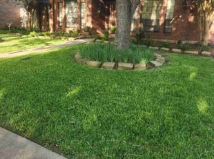 Audrey Z.'s turf maintenance service result