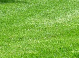 Charlene P.'s grass maintenance service result