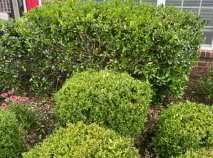 Jason K.'s Bush Trimming service result