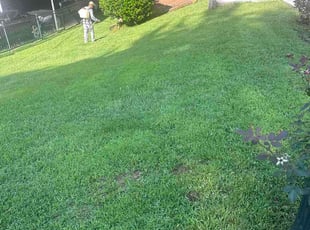 Maureen N.'s turf maintenance service result