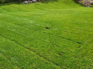 Ed D.'s grass cutting service result
