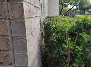Lisa W.'s Bush Trimming service result