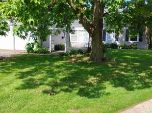 Melanie H.'s turf care service result