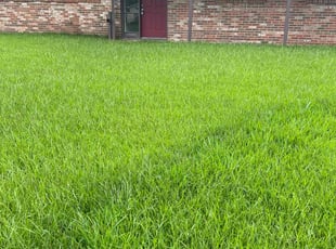 Herman M.'s grass maintenance service result