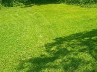 Allene J.'s lawn care service result