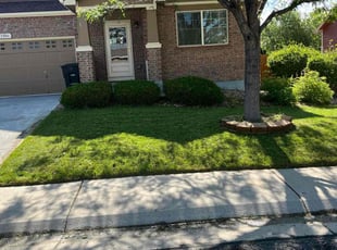 Mike R.'s lawn care service result