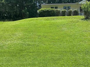 Allyssa R.'s grass maintenance service result