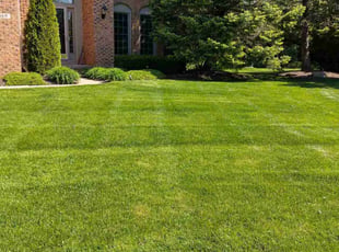 Cameron C.'s grass maintenance service result
