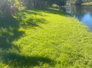 Ajay V.'s lawn maintenance service result