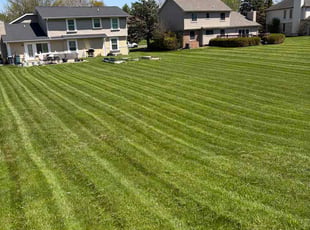 Joyce S.'s turf care service result