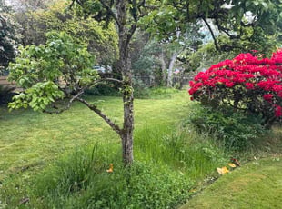 Stacy O.'s lawn service service result