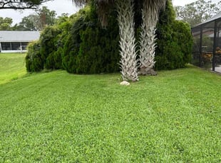 William O.'s grass maintenance service result