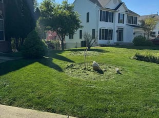 Dachelle J.'s grass maintenance service result