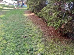 Daniel H.'s grass maintenance service result