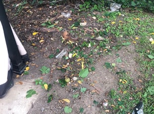 Deborah J.'s Bush Trimming service result