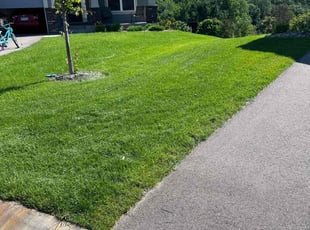 Megan F.'s turf maintenance service result