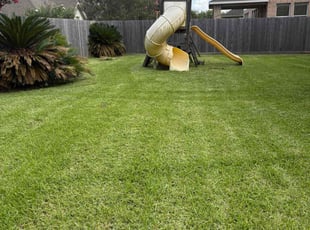 Alanna U.'s turf care service result