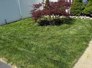 Tasha R.'s turf maintenance service result