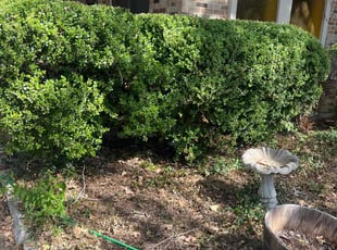 Lynn E.'s Bush Trimming service result