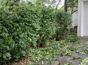 Eva D.'s Bush Trimming service result