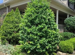 Jackie R.'s Bush Trimming service result