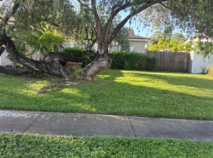 Natasha A.'s lawn maintenance service result