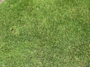 Tristan H.'s turf maintenance service result