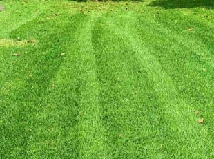 Shakendra C.'s lawn maintenance service result