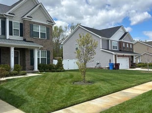 Tanya M.'s grass cutting service result
