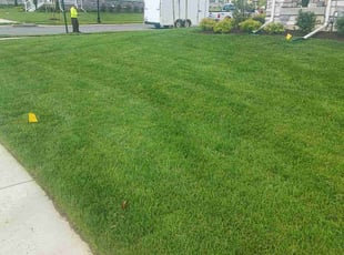 Trish B.'s turf care service result