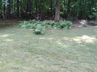 Frances D.'s lawn care services service result