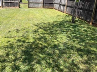 Jenny Z.'s Long Grass Cleanup service result