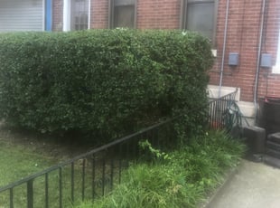 Candace W.'s Bush Trimming service result