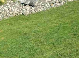Leslie A.'s Flower Bed Weeding service result
