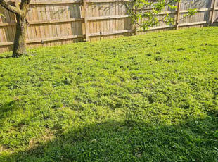 Jacob W.'s turf maintenance service result