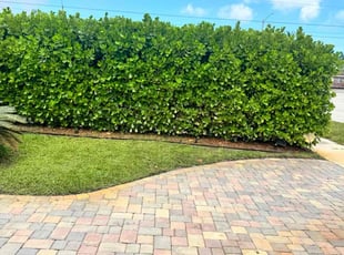 Michael C.'s turf care service result