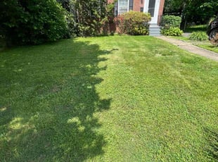 Phong T.'s grass cutting service result