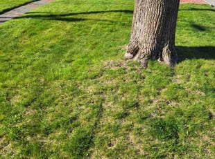 ken w.'s grass maintenance service result